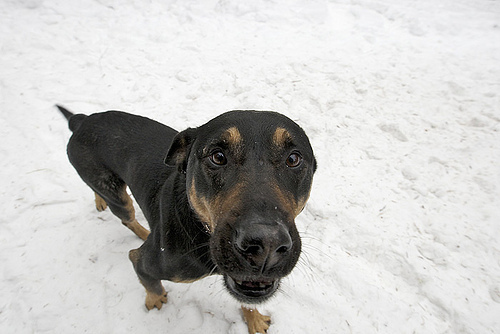 Собака в камеру смотряка